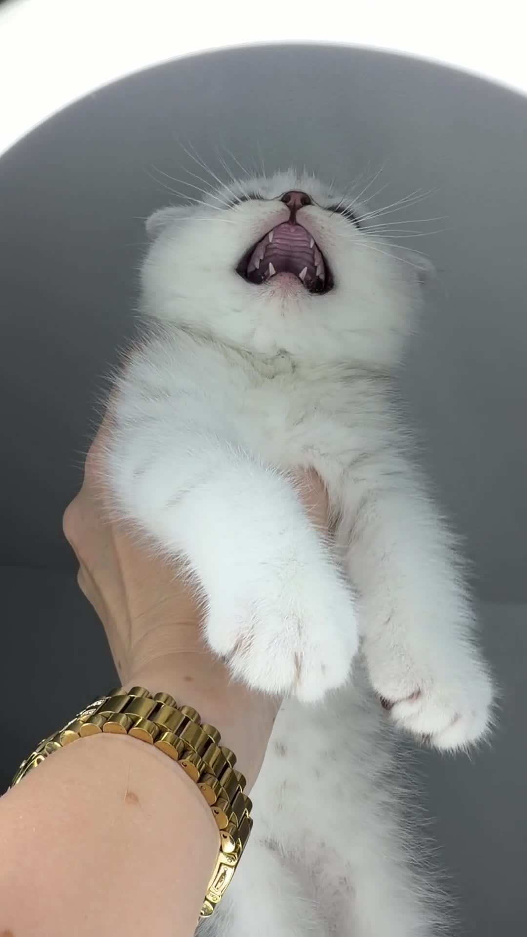 Scottish Fold cats for sale: Scottish Fold male  - Video 2