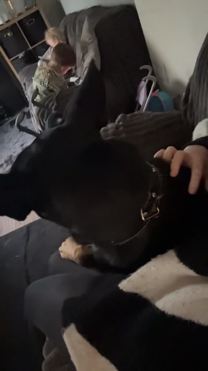 Mixed Breed dogs for sale: Selling my German x Dutch shepherd  - Video 1