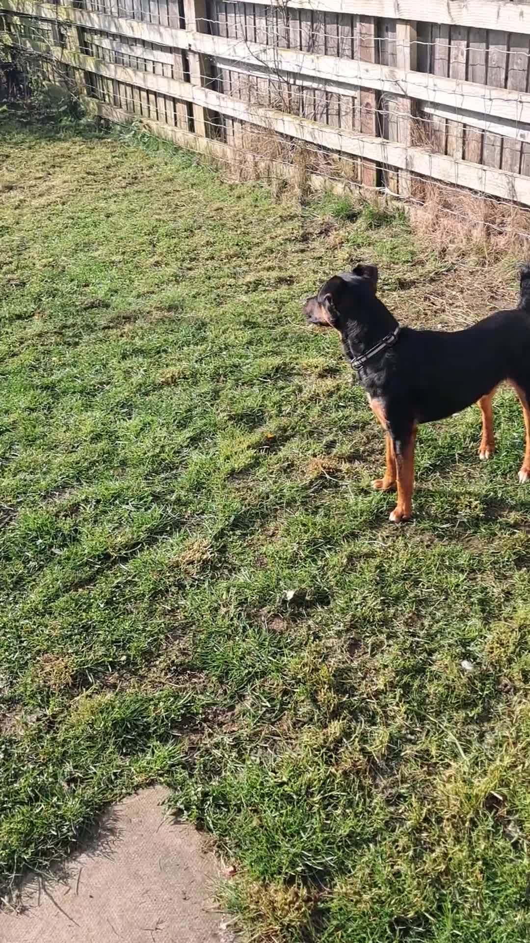 Mixed Breed dogs for sale: Lakelandterrier  - Video 1