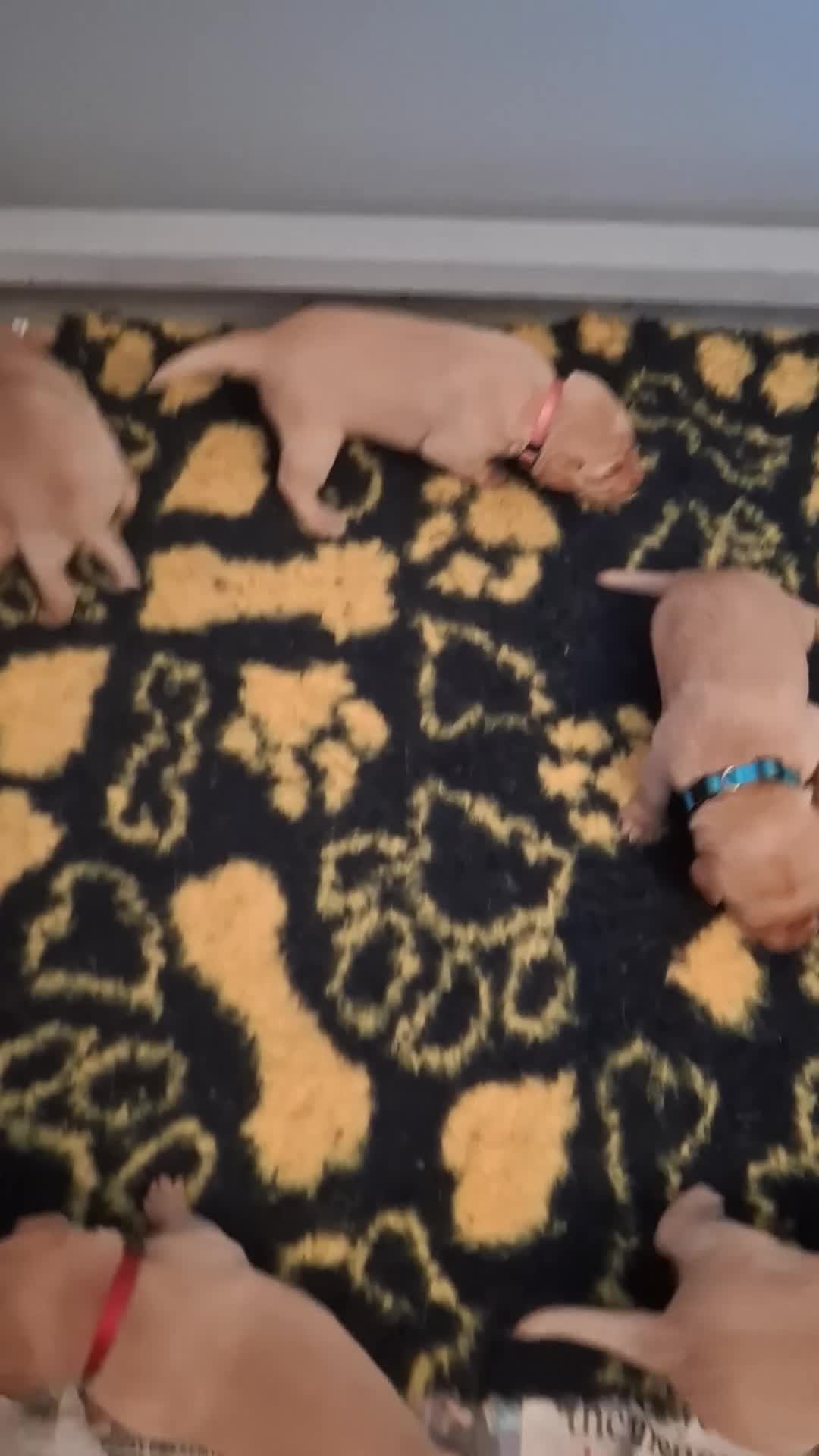 Labrador Retriever dogs for sale: KC REGISTERED WORKING LINE YELLOW LABRADOR PUPS - Video 2