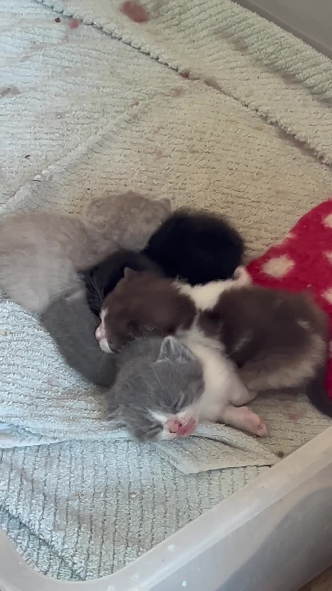 British Shorthair cats for sale: Four little beauties bi colour points  in Rugby - Video 2