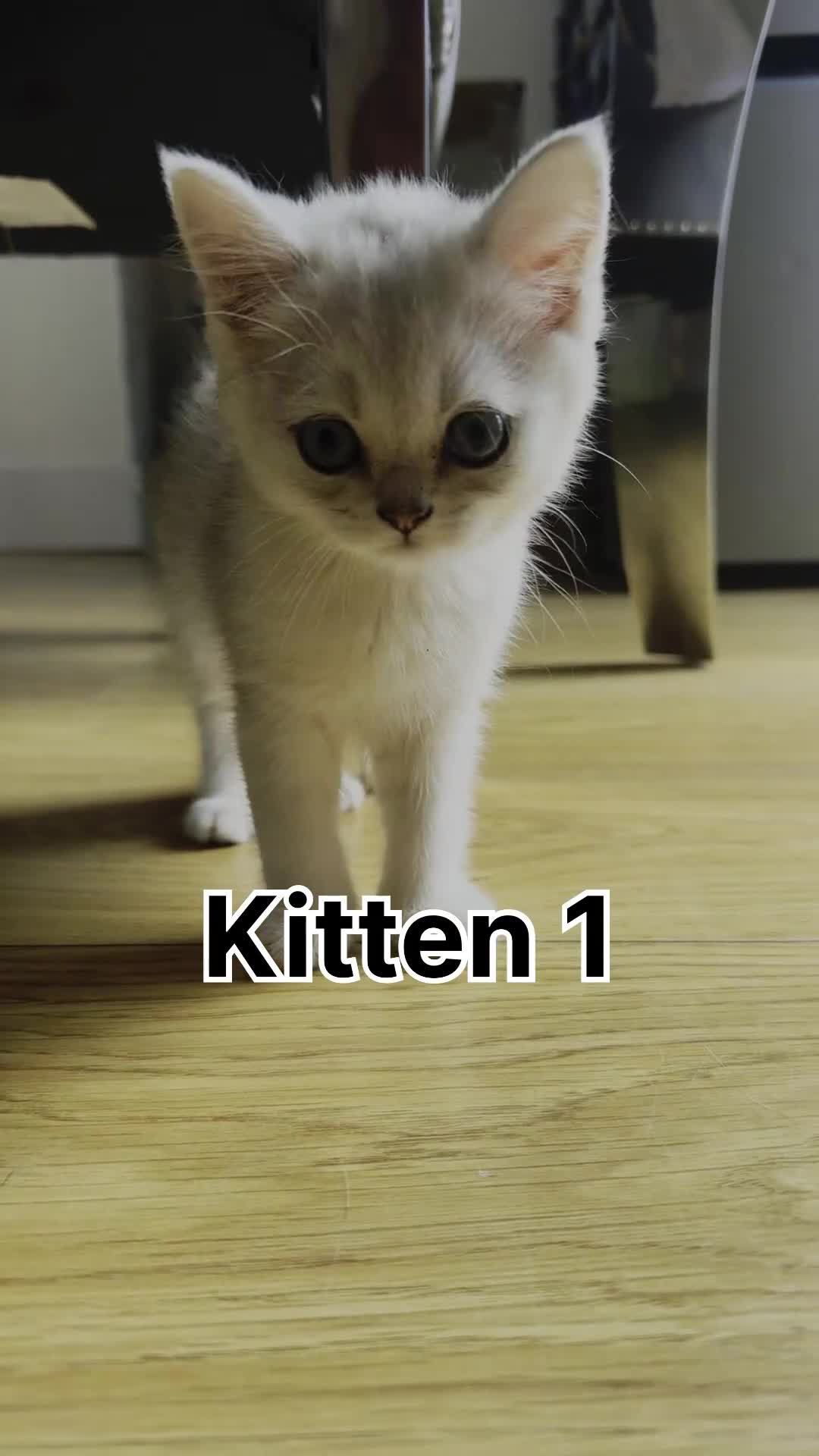 Scottish Fold cats for sale: 4 Scottish Straight Boys  - Video 2
