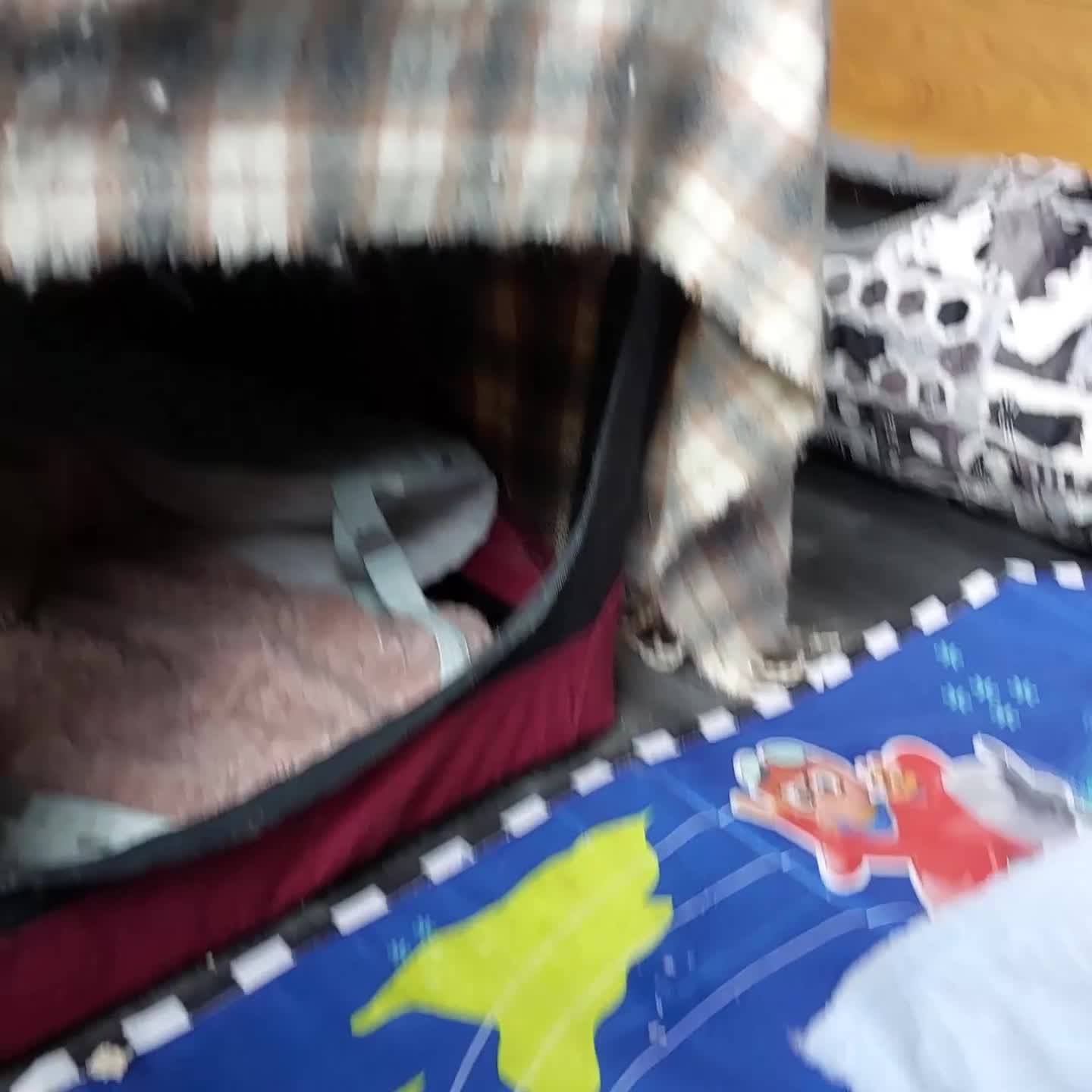 Norwegian Forest Cat cats for sale: GCCF PEDIGREE NORWEGIAN FOREST KITTEN READY NOW! - Video 2