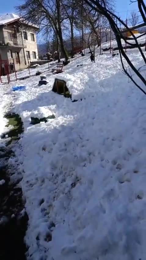 Mixed Breed dogs for adoption: Barker - Video 4