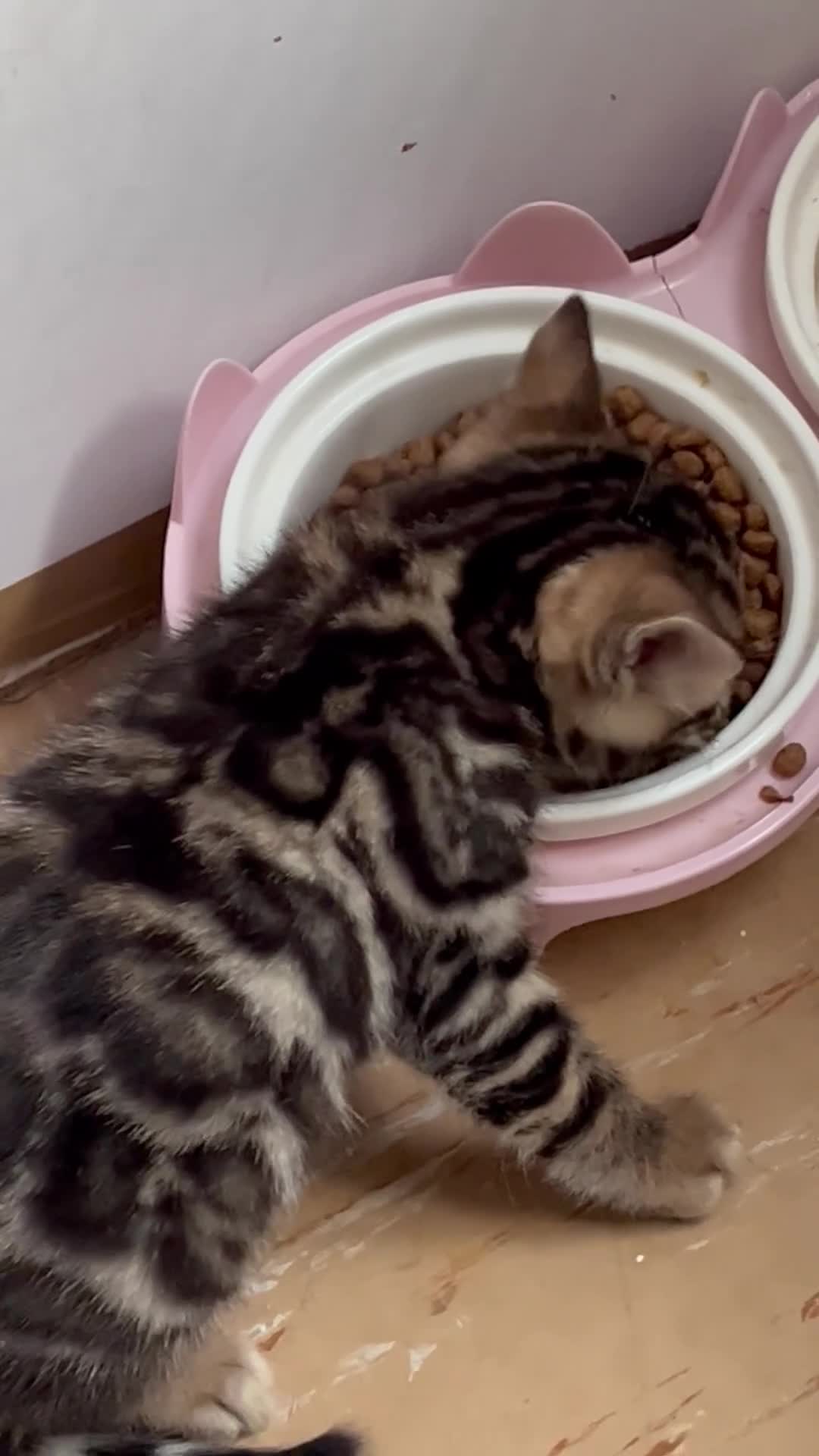 Bengal cats for sale: Stunning Charcoal Boy Kitten - Video 4