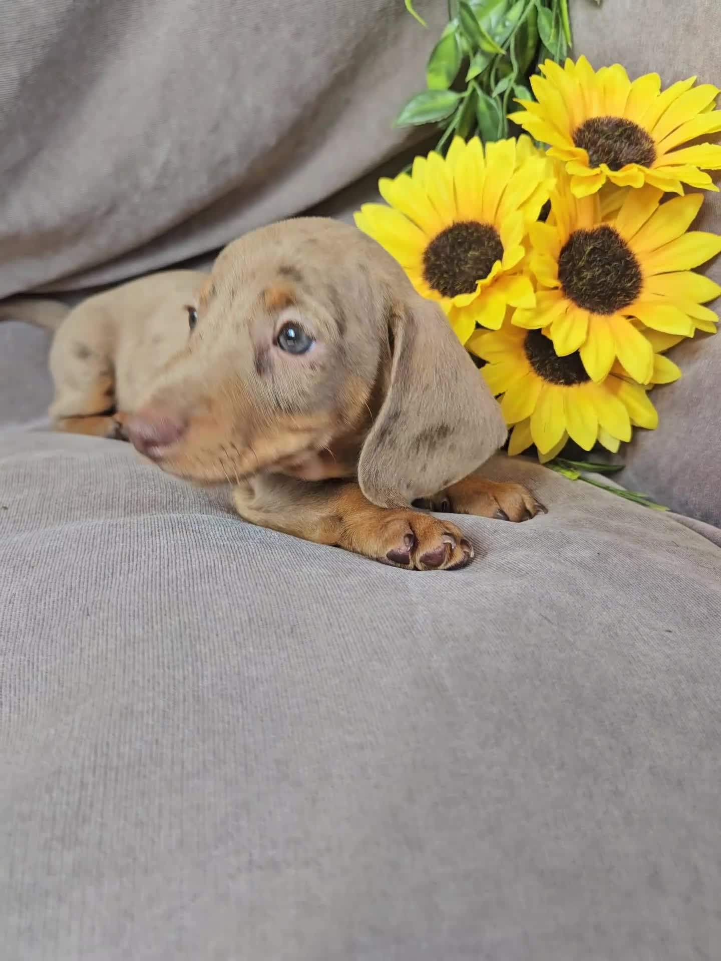 Miniature Dachshund dogs for sale: LAST PUPPY REMAINING Dapple Miniature Dachshunds  - Video 3