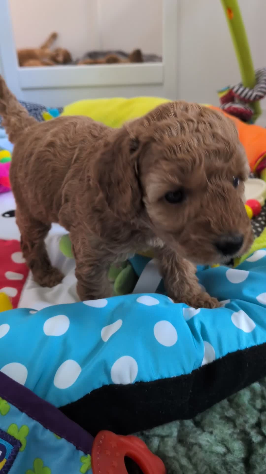 Miniature Poodle dogs for sale: KC Registered Red & Apricot Miniature Poodles - Video 3