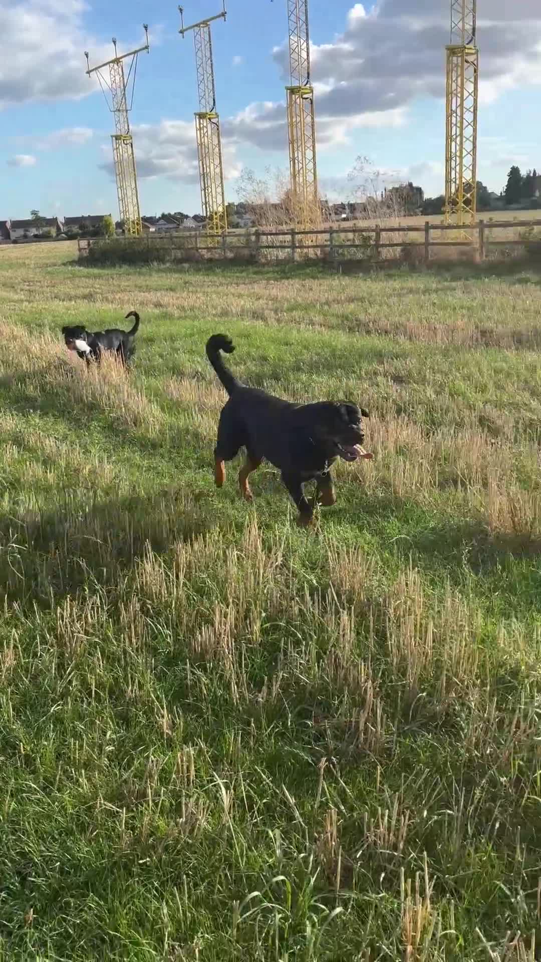 Rottweiler dogs for stud: Rottweiler stud  - Video 4