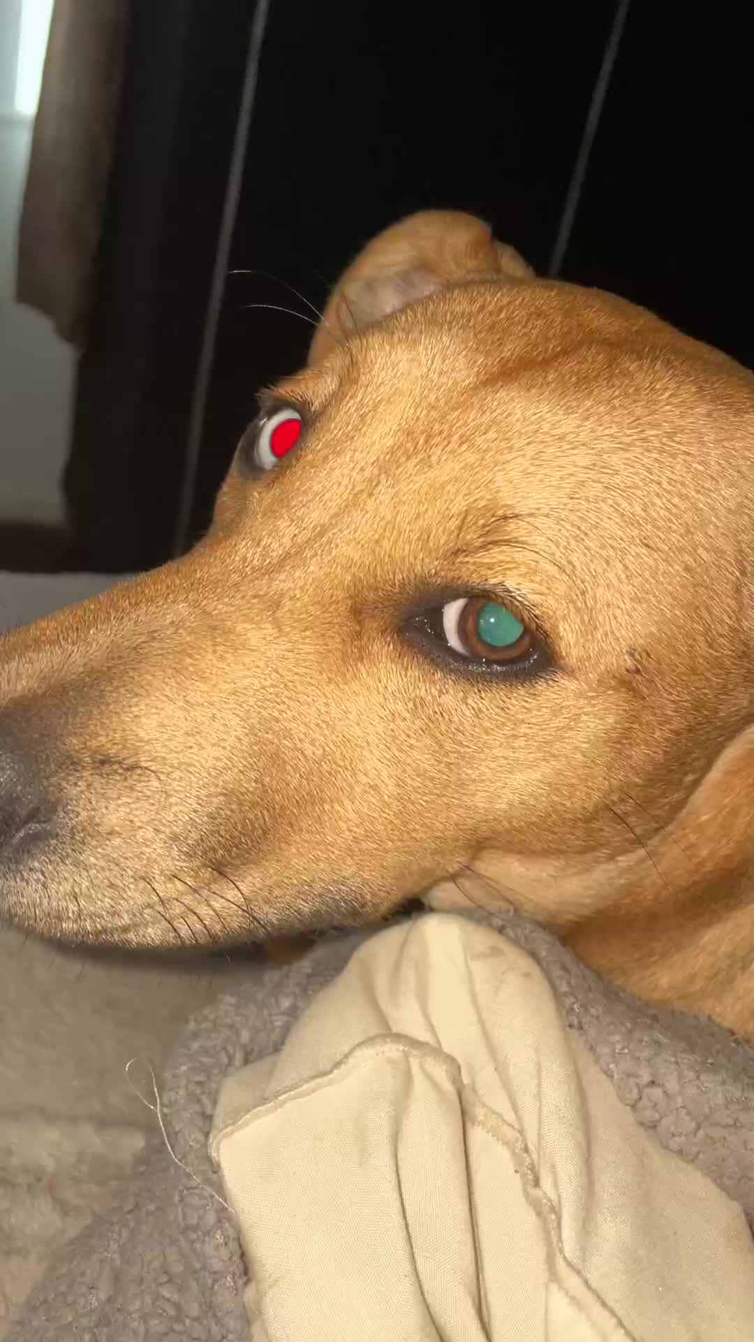 Mixed Breed dogs for sale: Rottweiler x staffy x husky  - Video 1