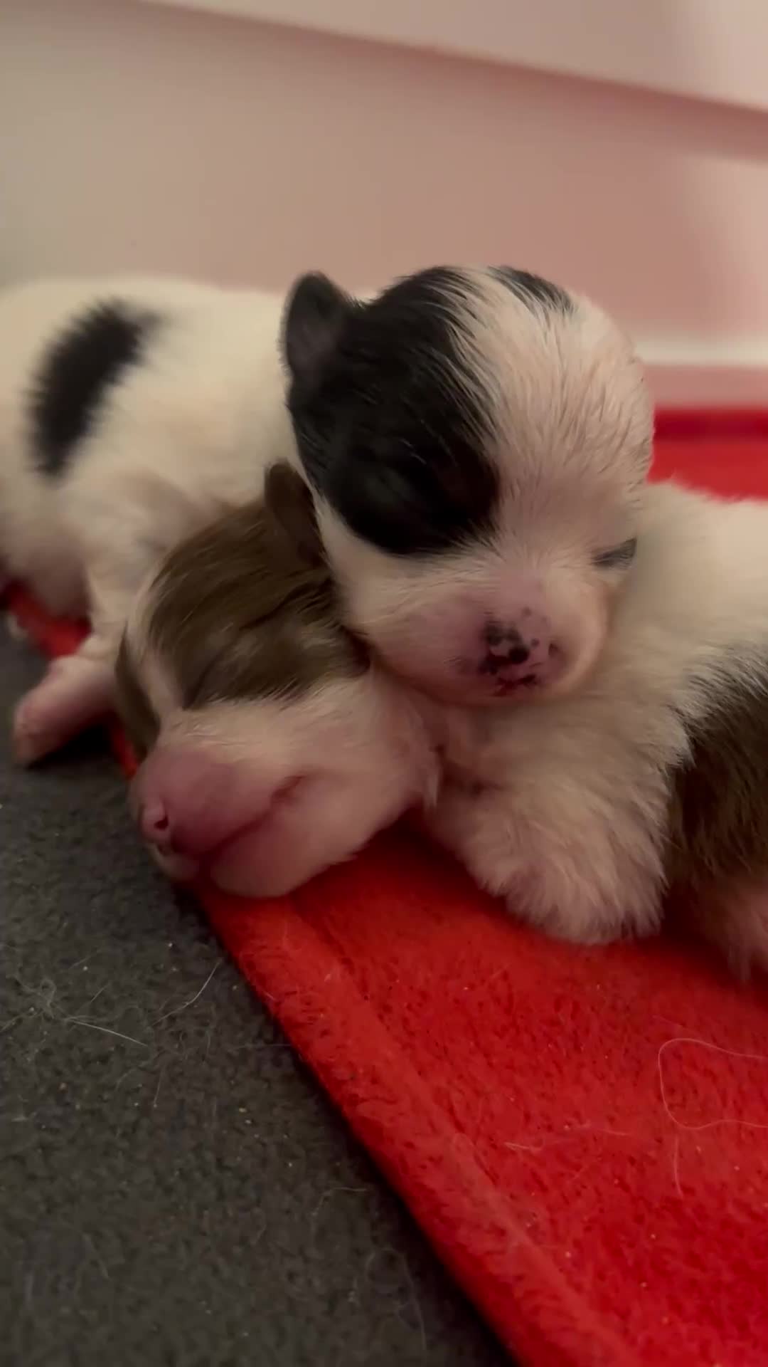 Pomeranian dogs for sale: 5 STAR POMERANIAN PUPPIES  - Video 2