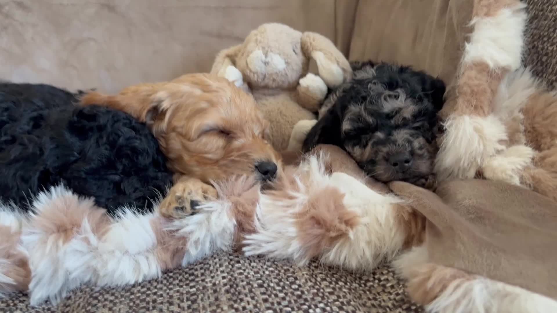 Cockapoo dogs for sale: The most incredible F1b Cockapoo’s  - Video 1