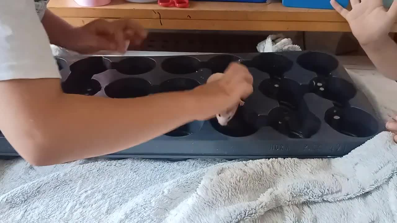 Hamster rodents for sale: 5weeks❤SYRIAN HAMSTER❤ - Video 3