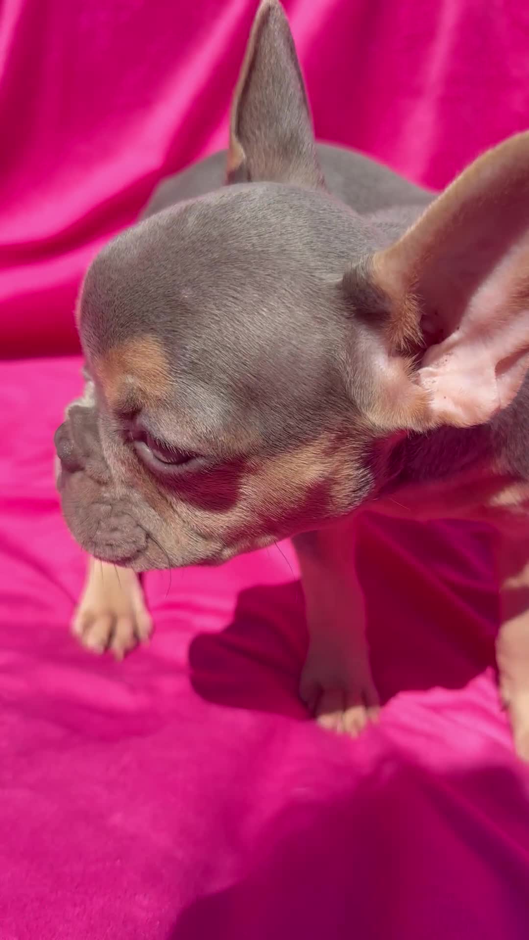 French Bulldog dogs for sale: 🔥READY TODAY Quality KC French Bulldog Puppies✨🔥 - Video 1