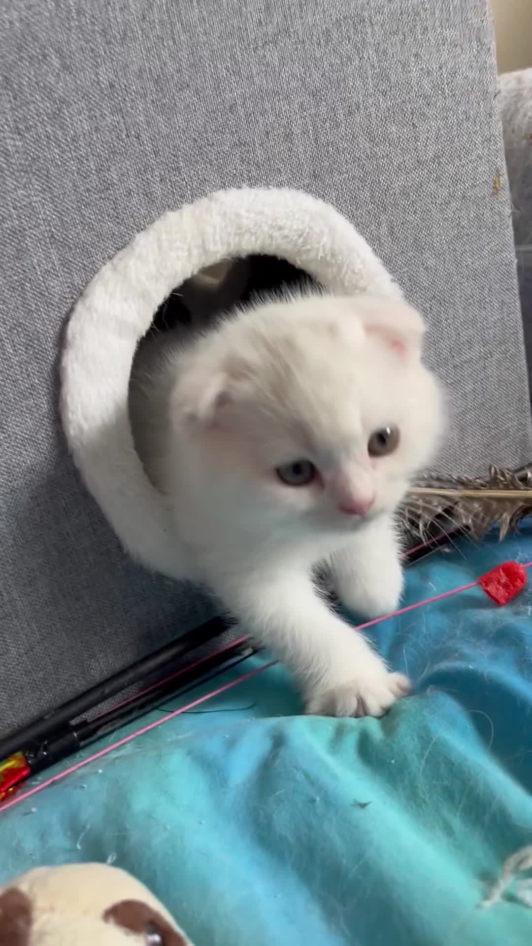 Scottish Fold cats for sale: 🐾Scottish Fold Kittens 🐾  White Little Angels - Video 1