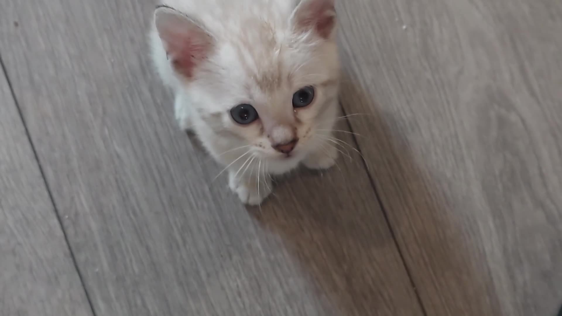 Bengal cats for sale: Platinum snow/minx leopard Bengal  - Video 1
