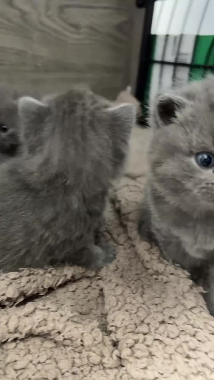 British Shorthair cats for sale: 6 beautiful full British shorthair kittens  - Video 1