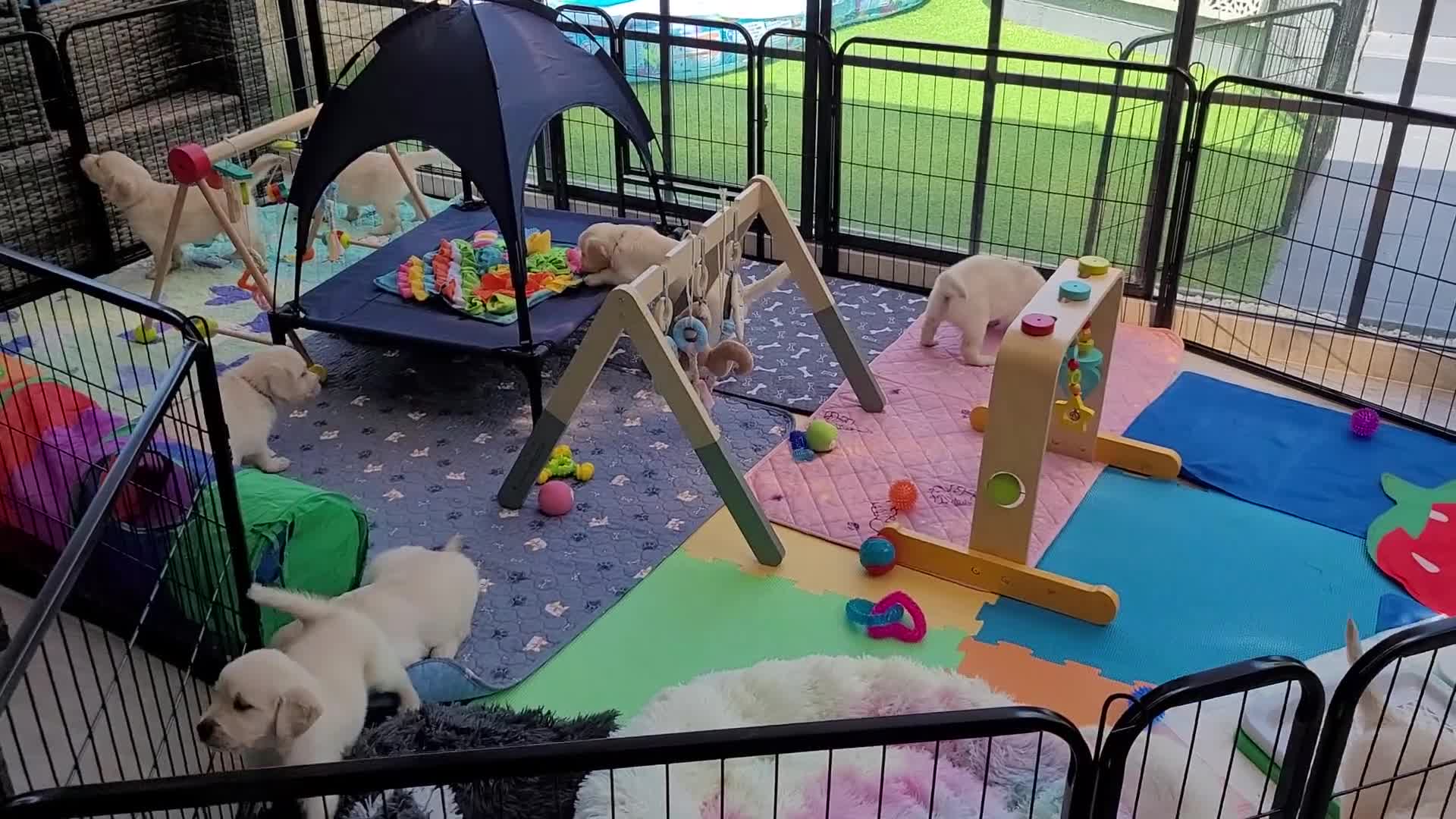Golden Retriever dogs for sale: Stunning Golden Retriever puppies  - Video 4