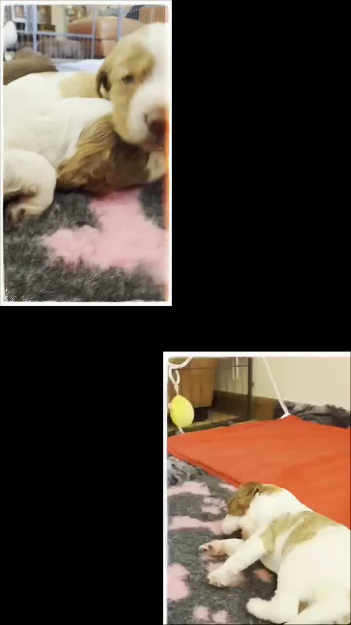 Cocker Spaniel dogs for sale: Beautiful Working Cocker Spaniel Puppies 🐾 - Video 3
