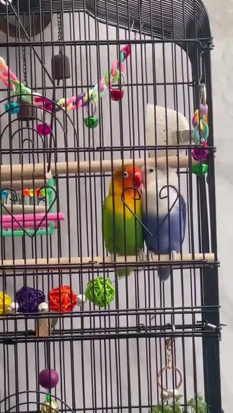 Lovebirds birds for sale: Breeding pair of lovebirds  - Video 1