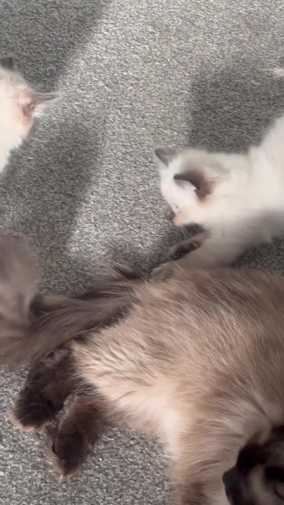 Ragdoll cats for sale: Beautiful fluffy Ragdolls  - Video 2