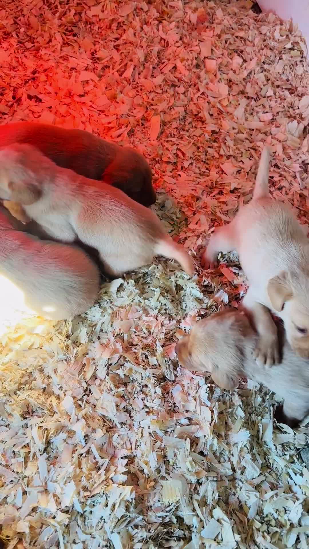 Labrador Retriever dogs for sale: Gorgeous KC Labrador puppies  - Video 1