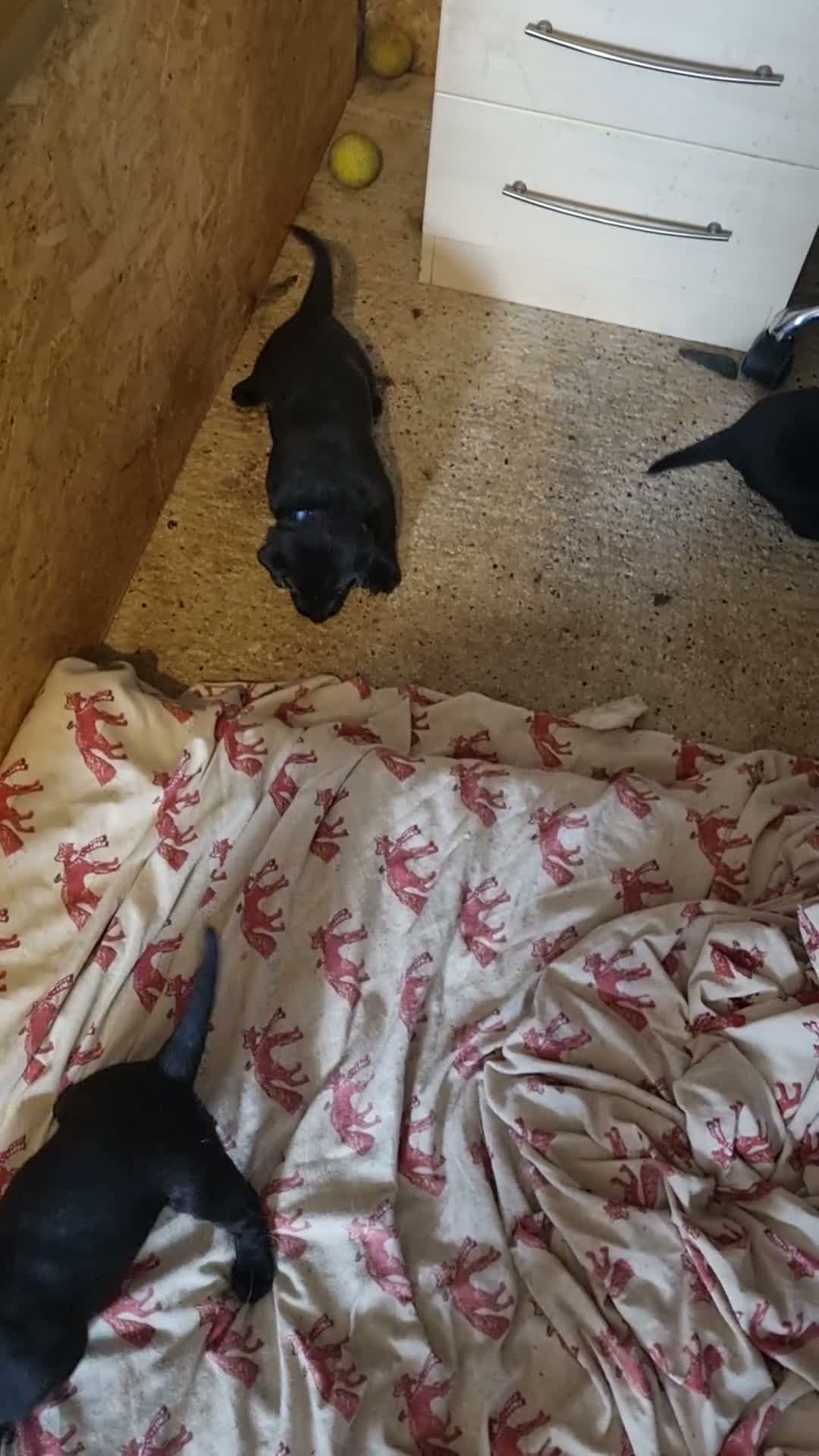 Labrador Retriever dogs for sale: KC Registered Black Labrador Puppies - Video 1