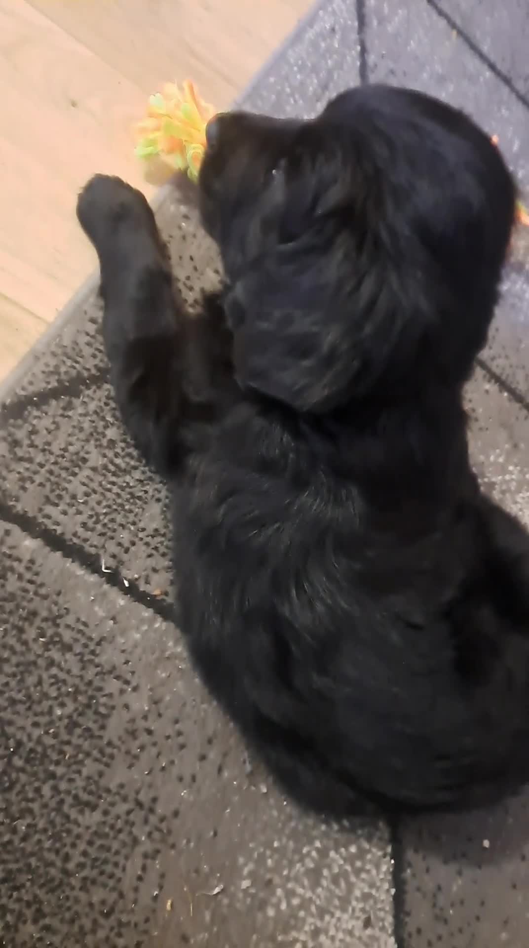 Golden Retriever dogs for sale: Puppy:DOB:23/10/25 - Video 1