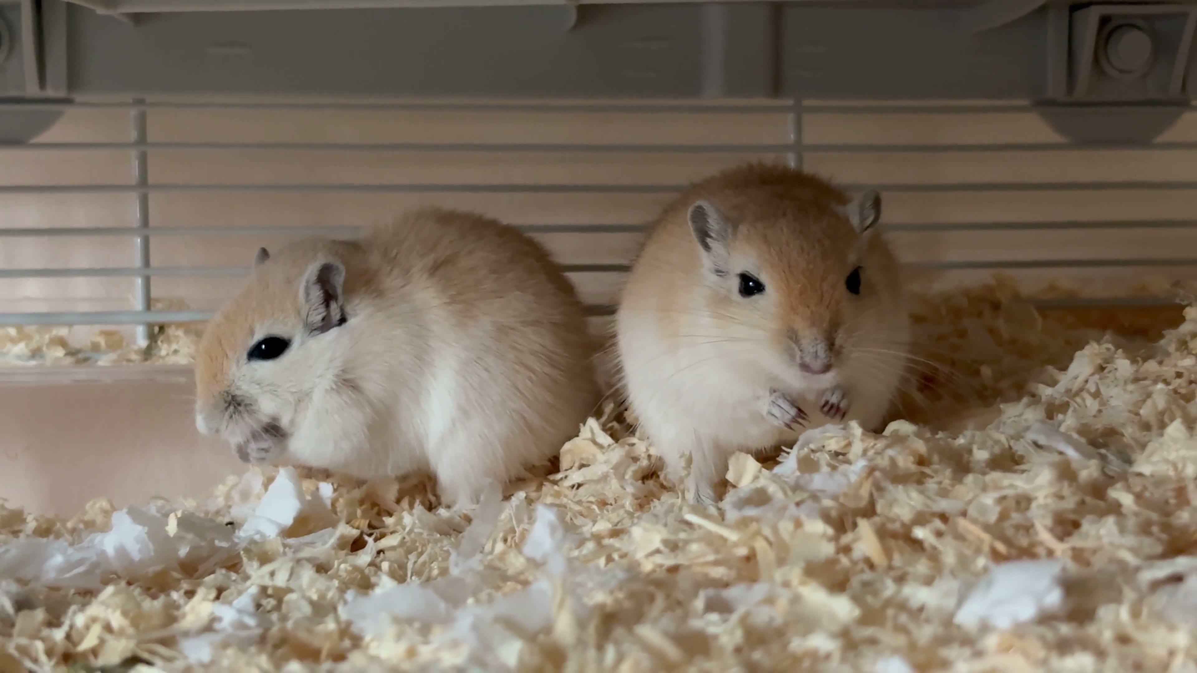 Gerbil rodents for sale: Two male Gerbils, Ronnie and Reggie in Tiverton - Video 1