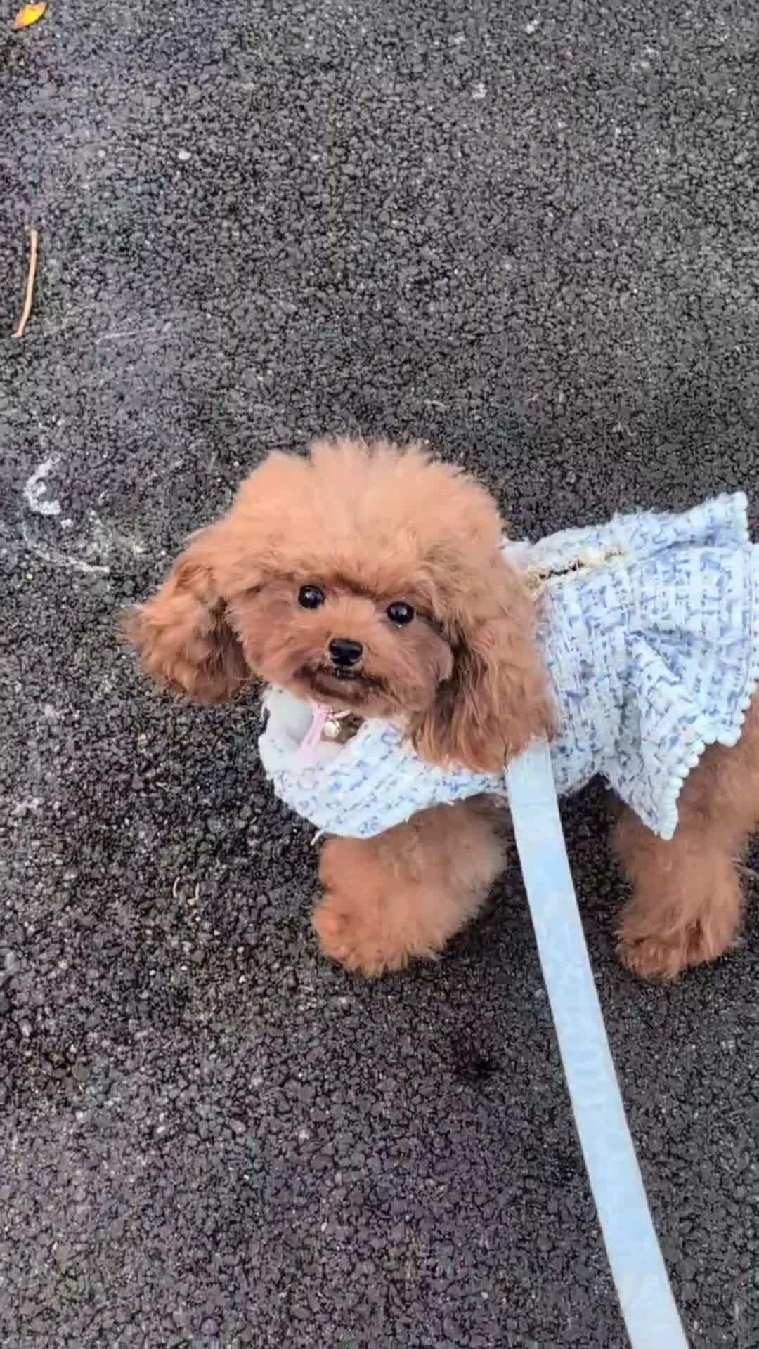 Toy Poodle dogs for sale: Sweet tiny Asian teacup poole- fully grown - Video 1