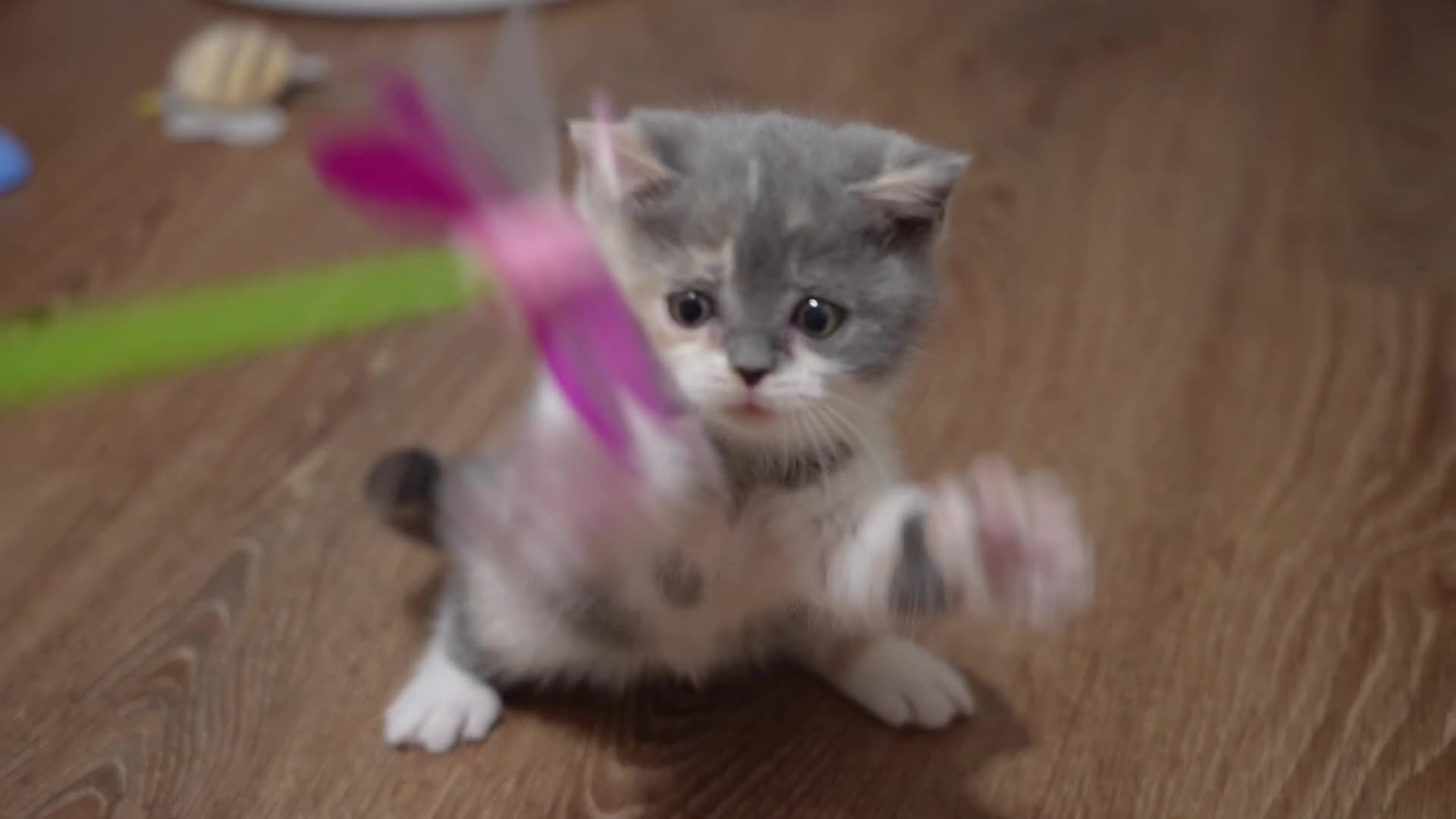 British Shorthair cats for sale: Registered champion bloodline BSH - Video 2