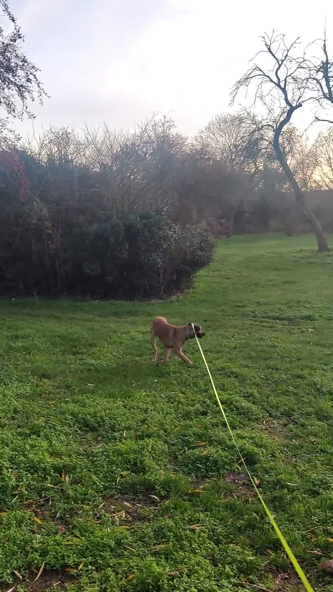 Belgian Shepherd Dog dogs for sale: Soltan - Video 2