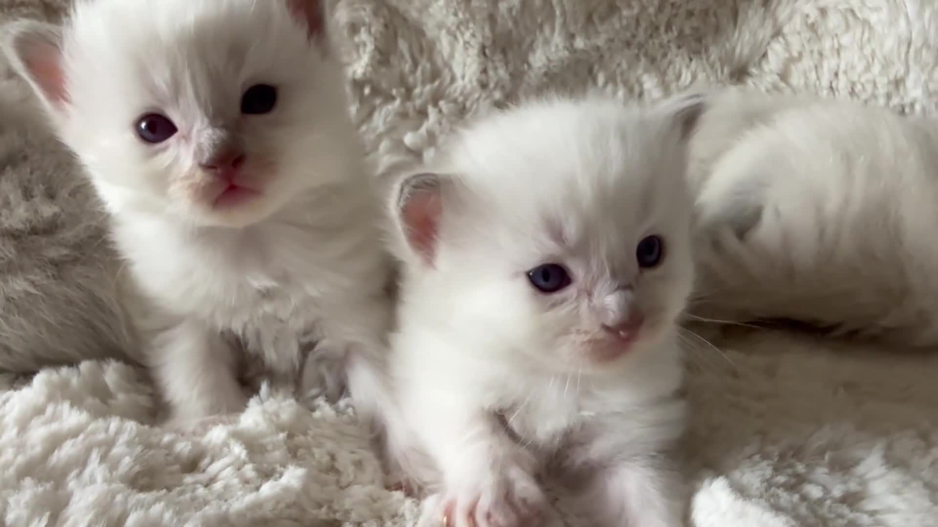 Ragdoll cats for sale: Beautiful litter of Ragdoll baby’s!  - Video 3