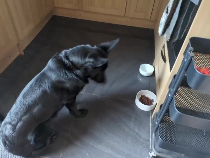 German Shepherd dogs for adoption: ❤️🐶 IZZY – YOUNG GIRL WHO DESERVES A LIFE - Video 2