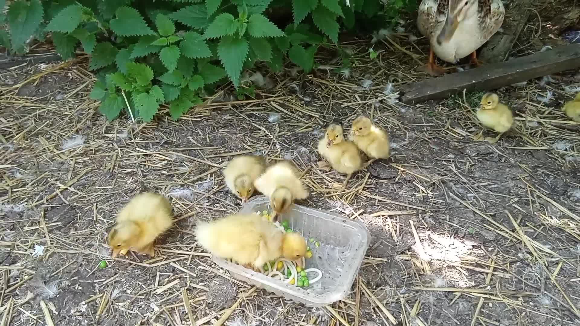 Mixed Breed livestock for sale: Appleyard ducklings - Video 1
