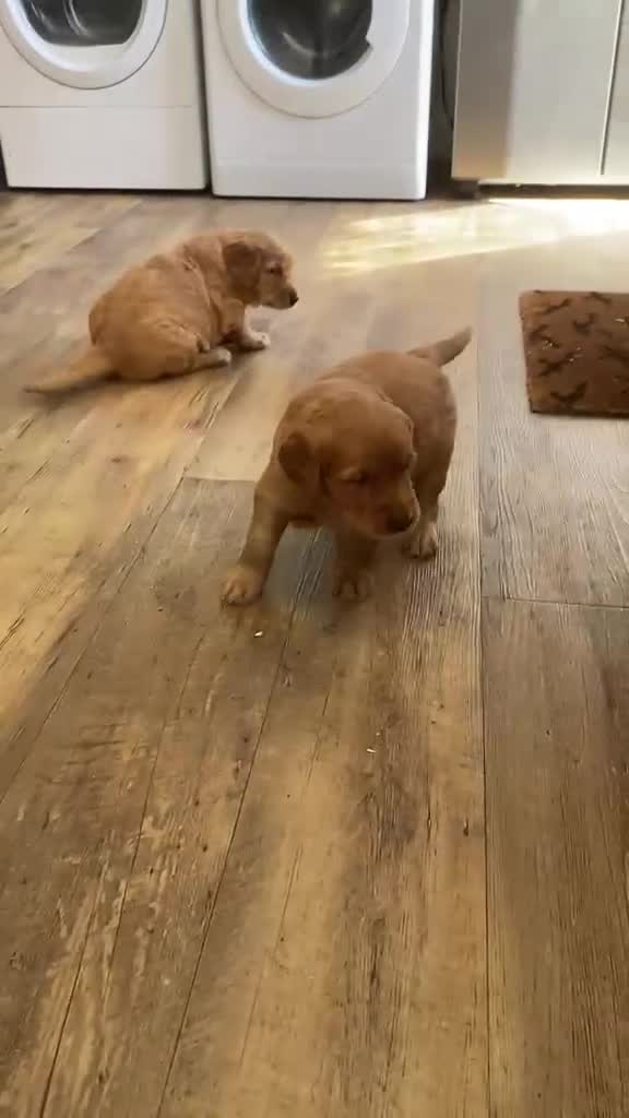 Golden Retriever dogs for sale: KC REG RED Golden Retriever puppies  - Video 1