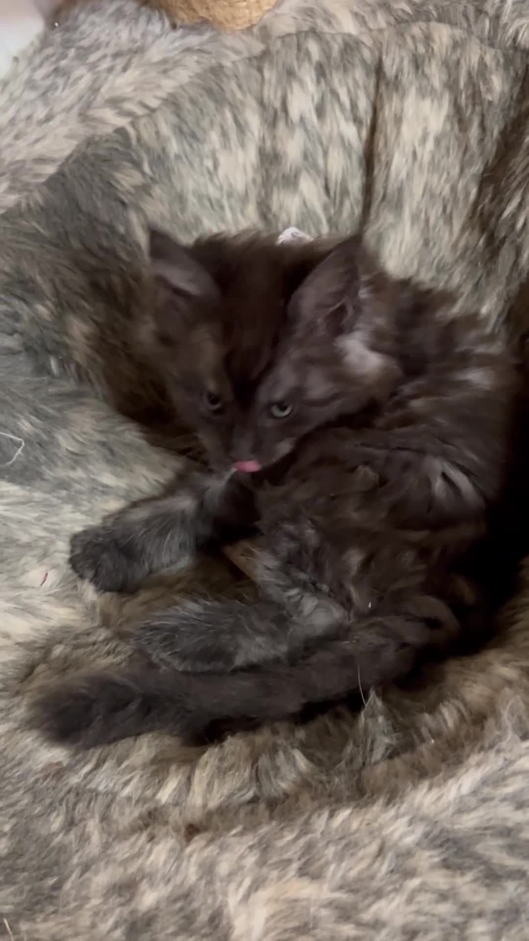 Maine Coon cats for sale: 3 Beautiful russian mainecoon left  - Video 3