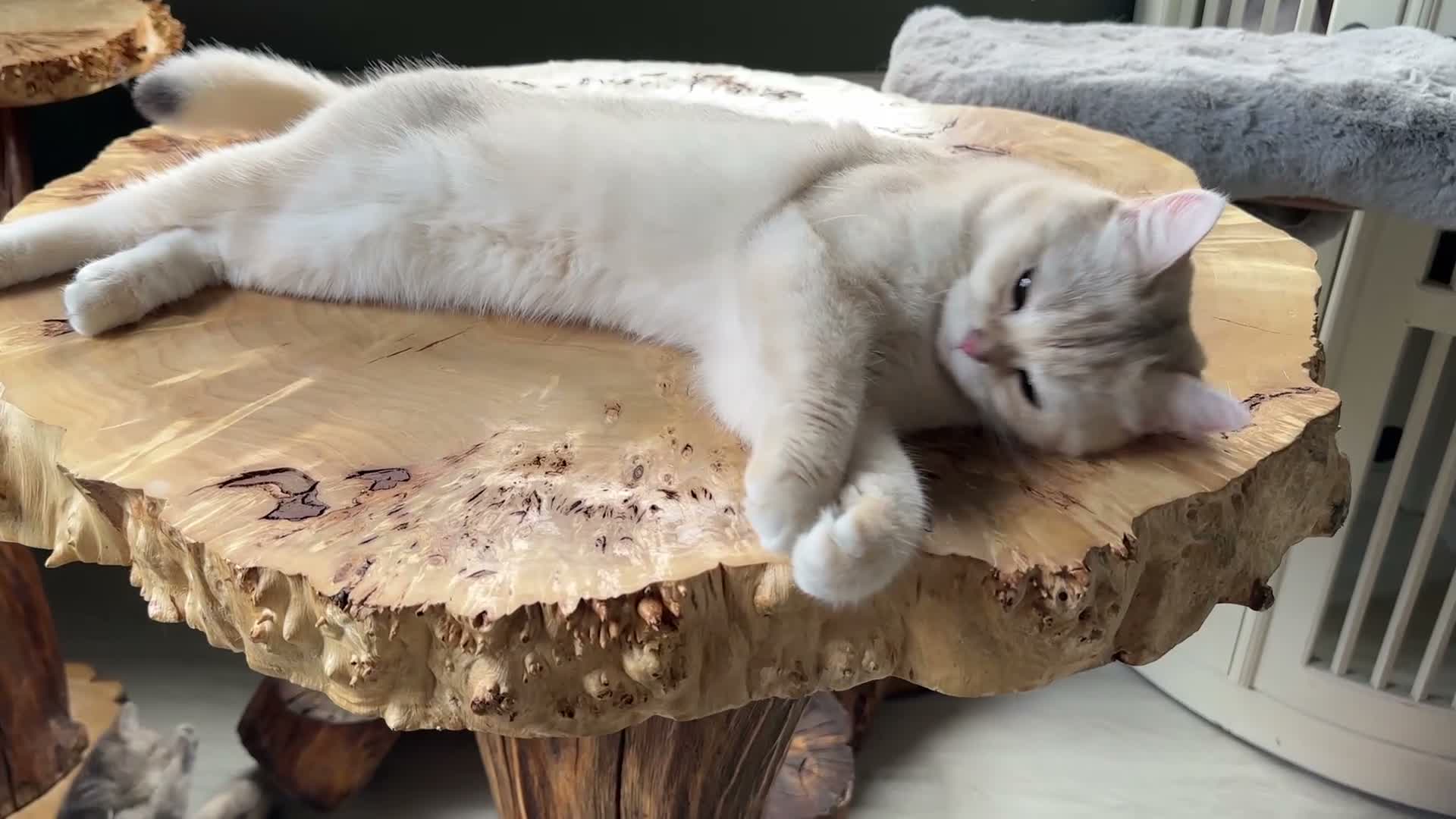 British Shorthair cats for sale: Vlastar Lux Queen- BSH Blue Golden Sunshine av 12 - Video 3