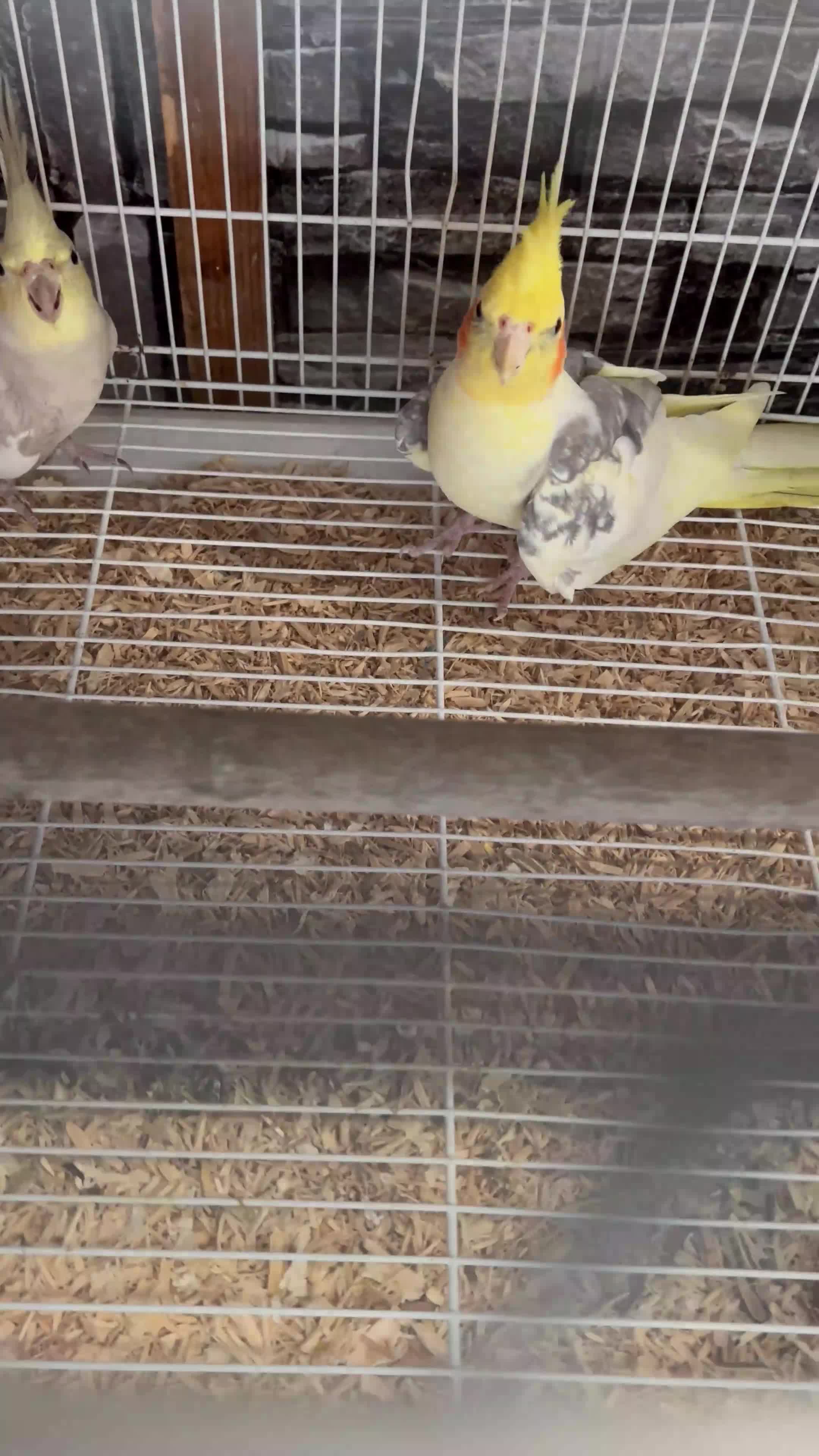 Cockatiels birds for sale: Breeding of cockatiels  - Video 1