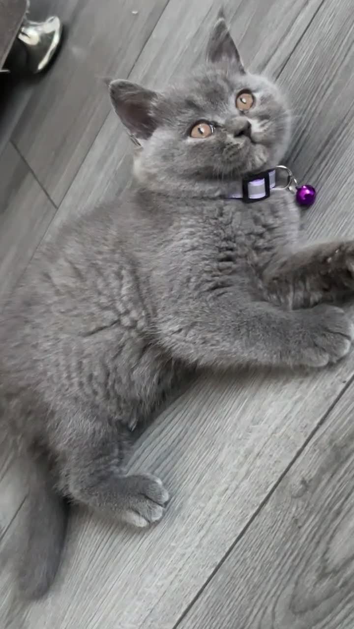 British Shorthair cats for sale: British Short hair kittens for Sale  - Video 1