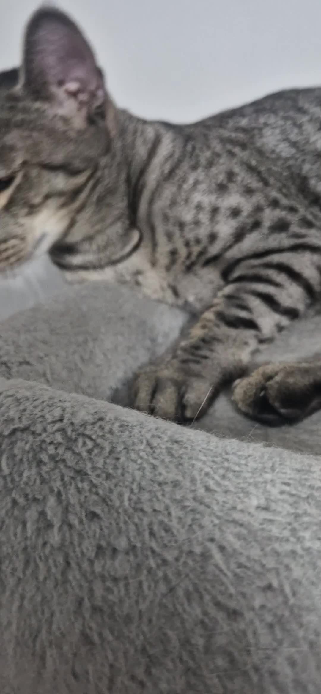 Savannah cats for sale: Beautiful silver female, electra, f6 savannah in London - Video 2