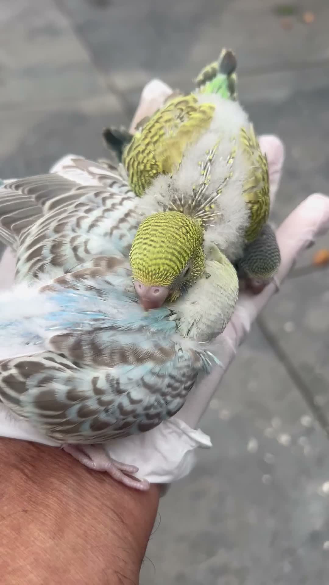 Mixed Breed birds for sale: Baby, tame, breeding birds clearance - Video 3
