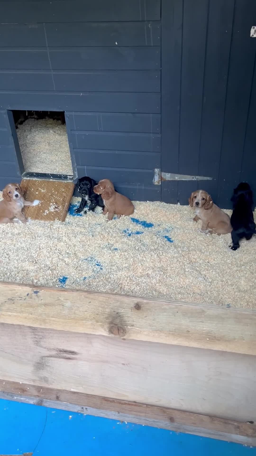 Cocker Spaniel dogs for sale: Stunning KC WCS pups - Video 3