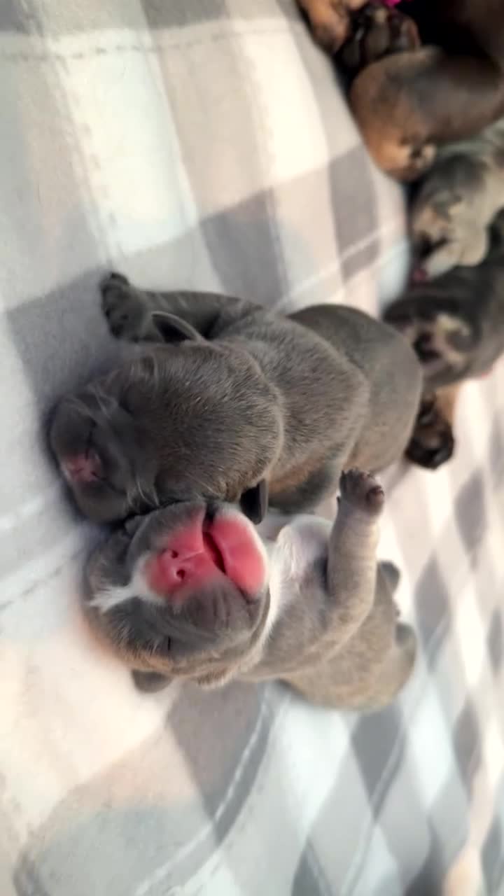 French Bulldog dogs for sale: French bull dog puppies - Video 5