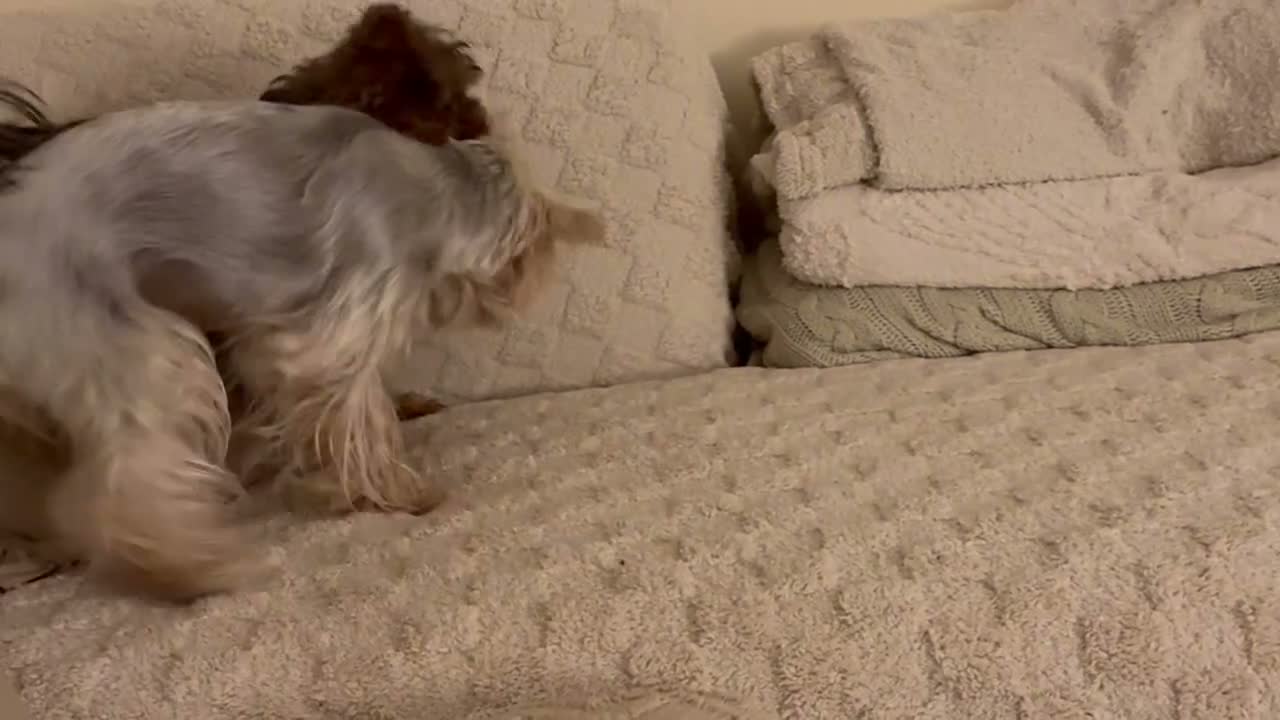 Yorkiepoo dogs for sale: Yorkiepoo  - Video 1