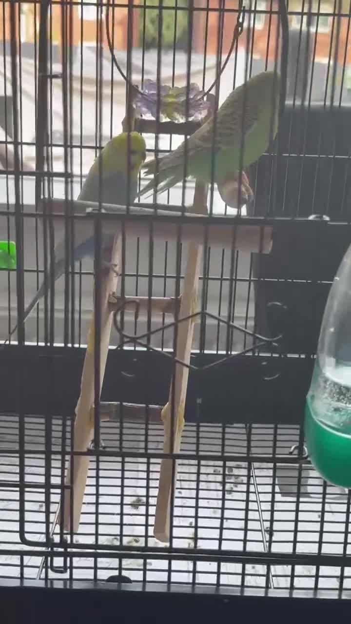 Budgerigars birds for sale: Male and Female Budgie - soon to be breeding  in Wakefield - Video 1
