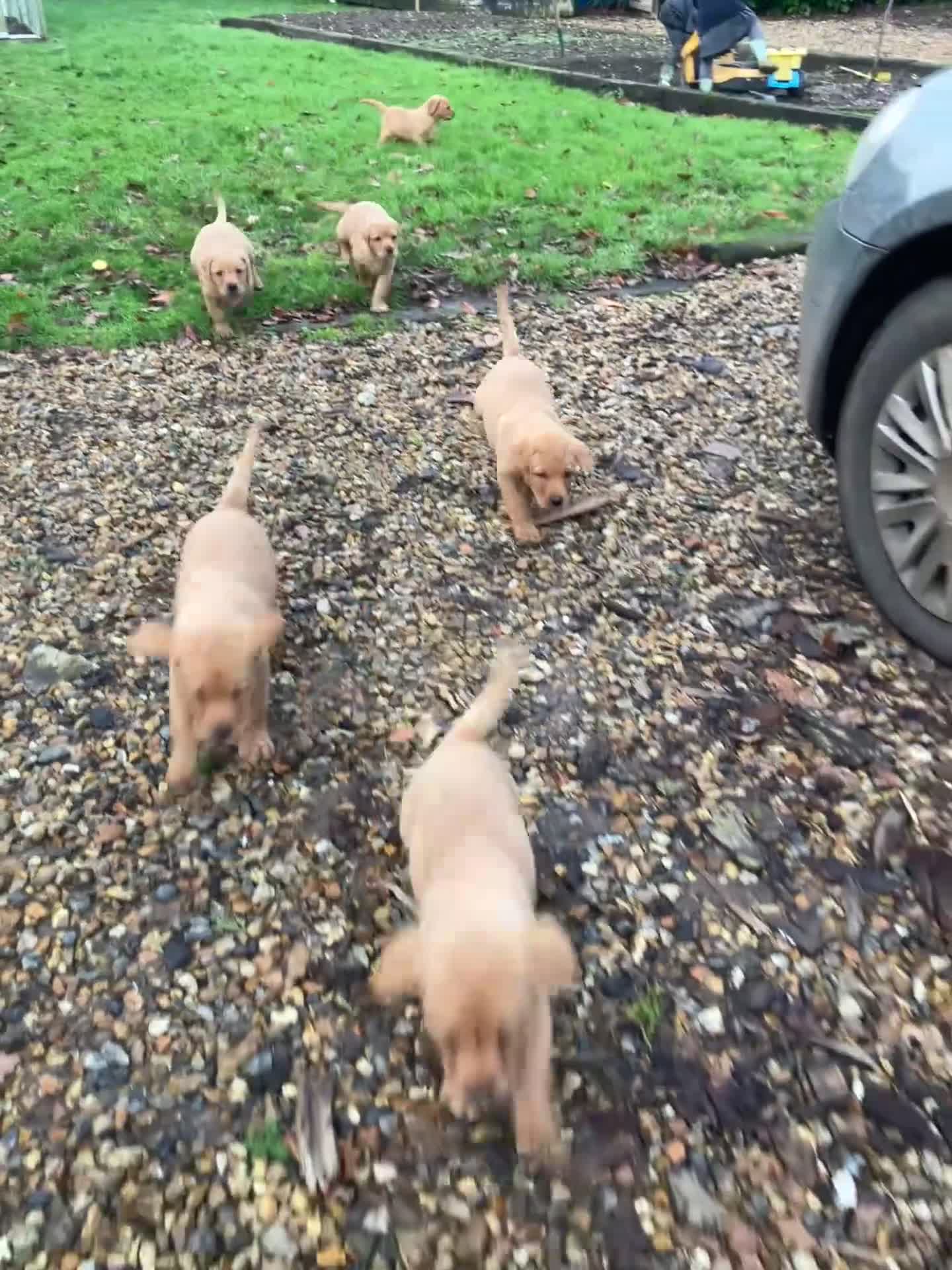 Labrador Retriever dogs for sale: Kc Fox red Labradors - Video 1