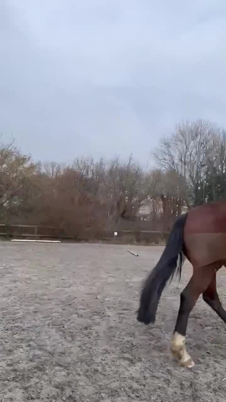 Welsh Section D horses for sale: Beautiful Welsh partbred mare  - Video 2