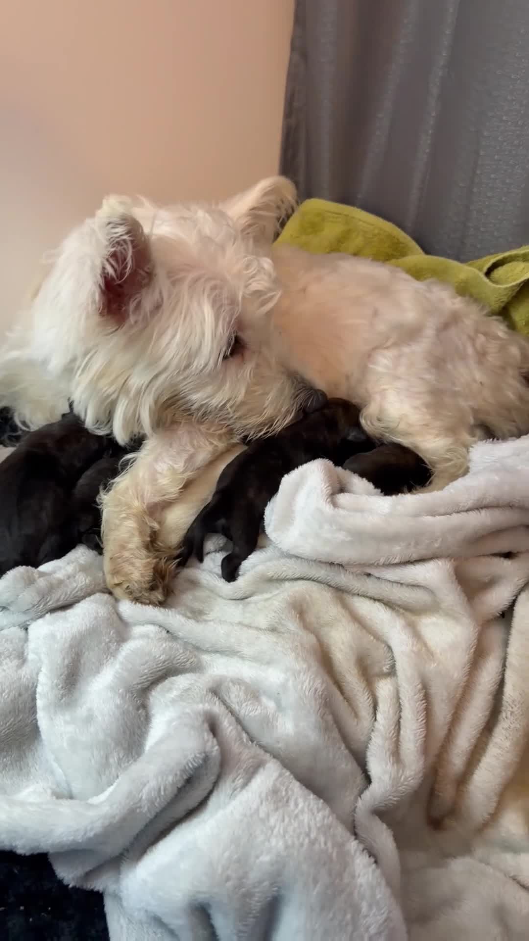 Mixed Breed dogs for sale: West highland terrier cross danishSwedish farm dog - Video 1