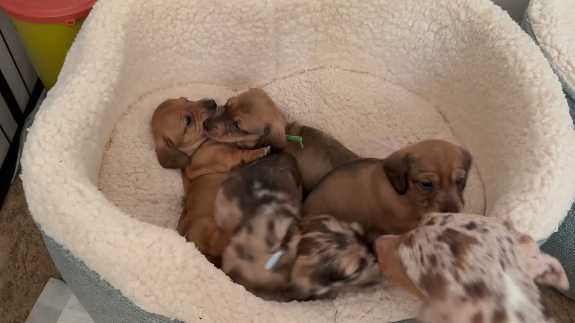 Miniature Dachshund dogs for sale: 5 beautiful miniature dachshund  - Video 1