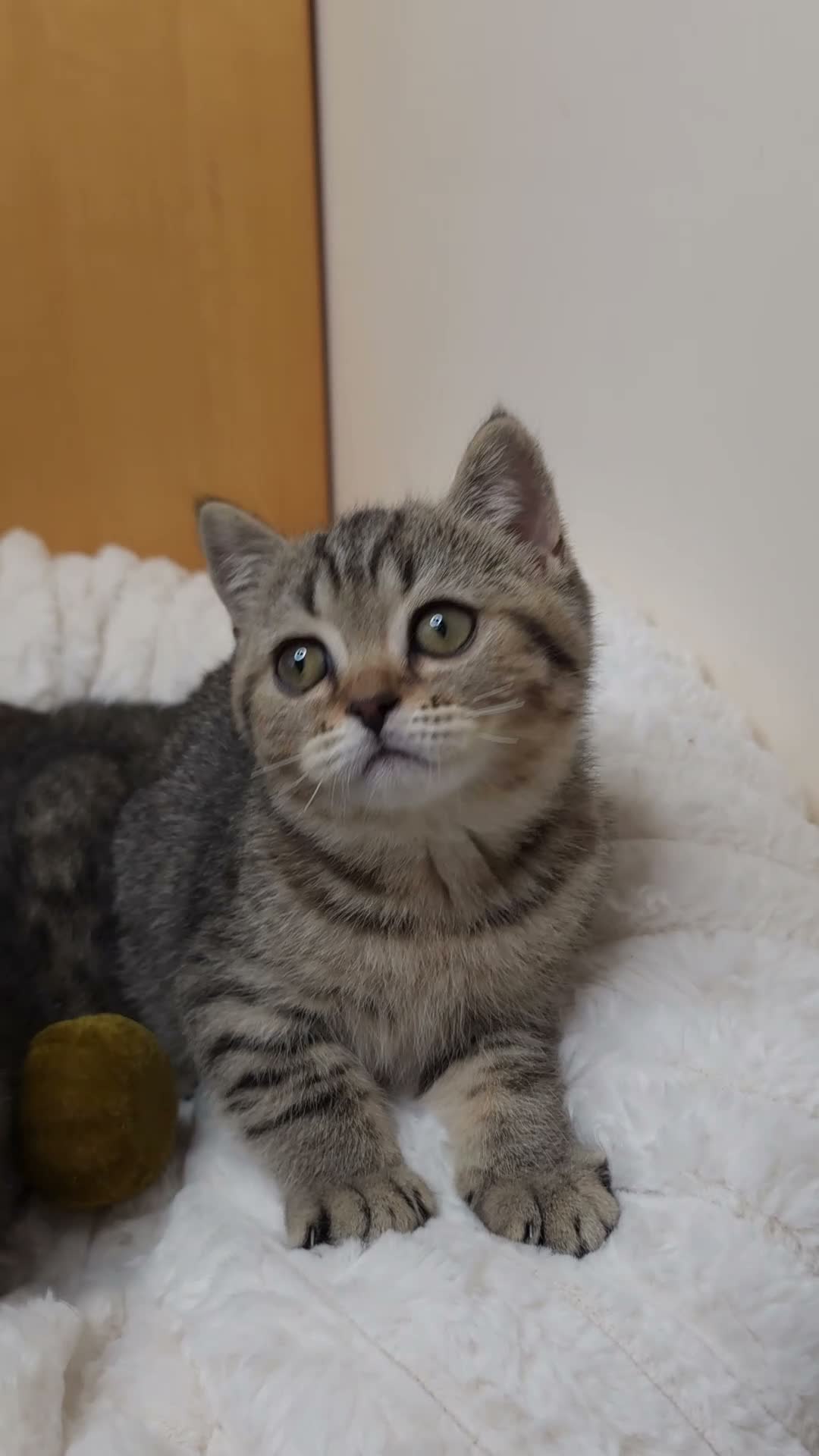 British Shorthair cats for sale: Golden Tabby Kittens  - Video 5